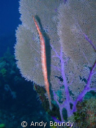 A trumpet fish, nicely lined up with a sea fan. This was ... by Andy Boundy 